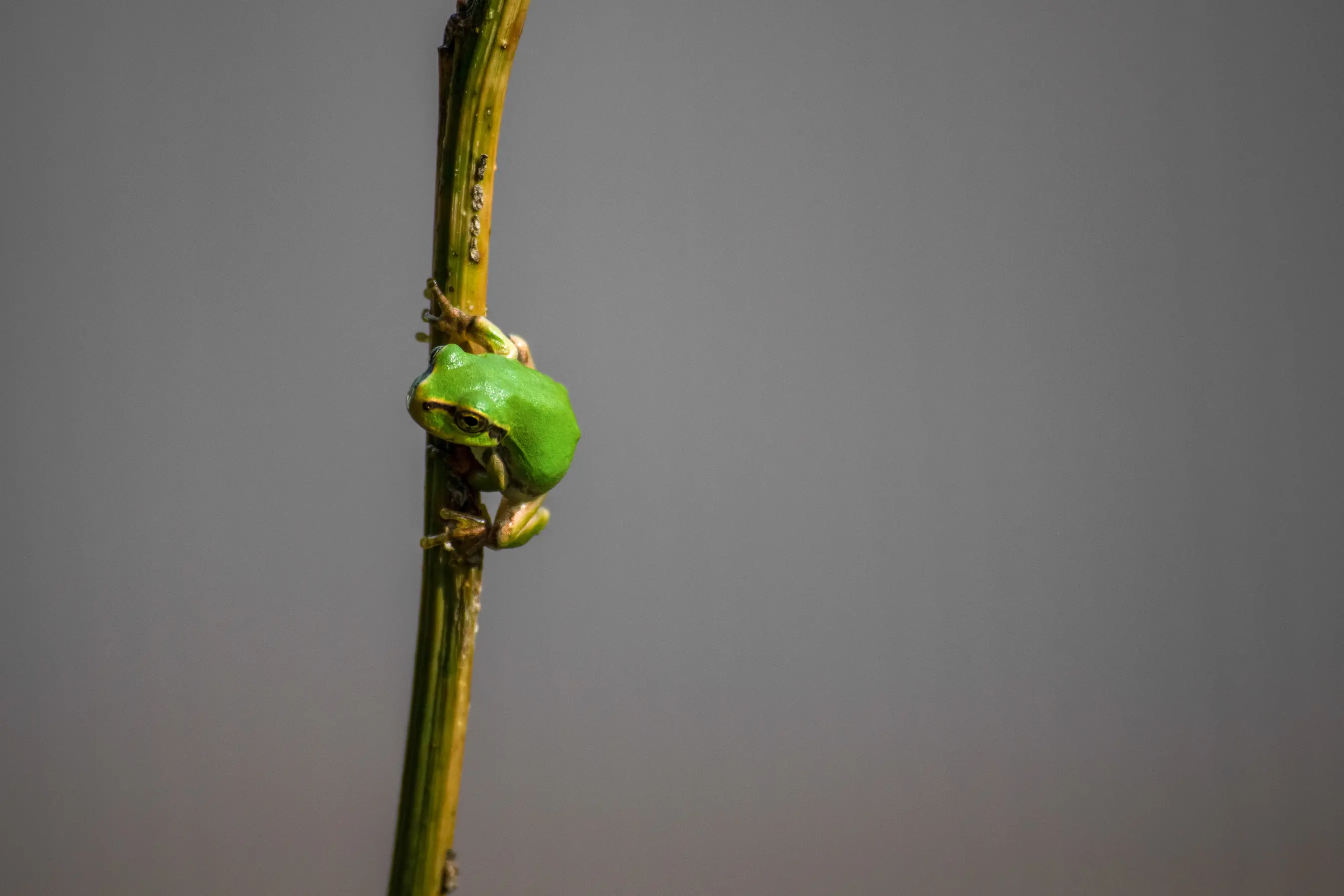 Photo of a tiny green frog hanging on to a branch