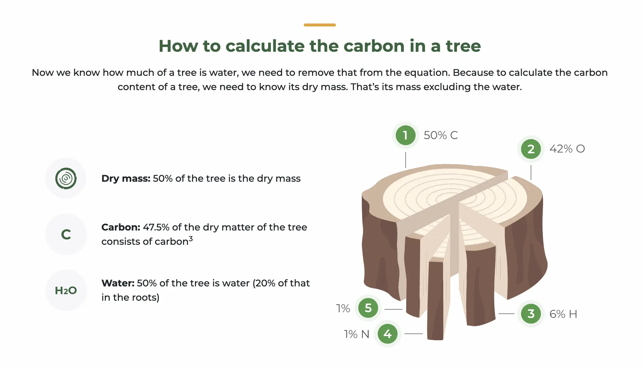 Diagram showing the carbon composition of a tree.