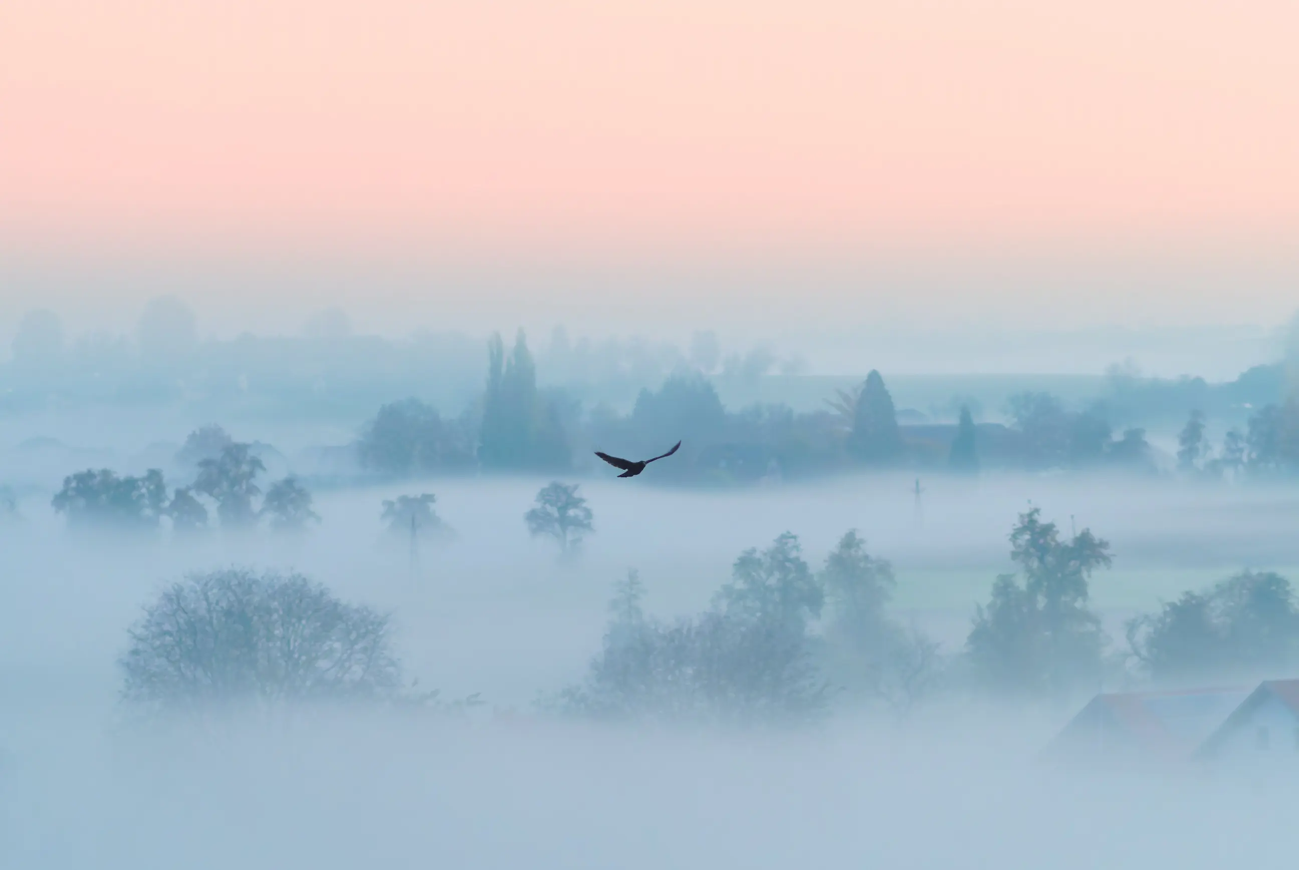 Photo of a flying bird